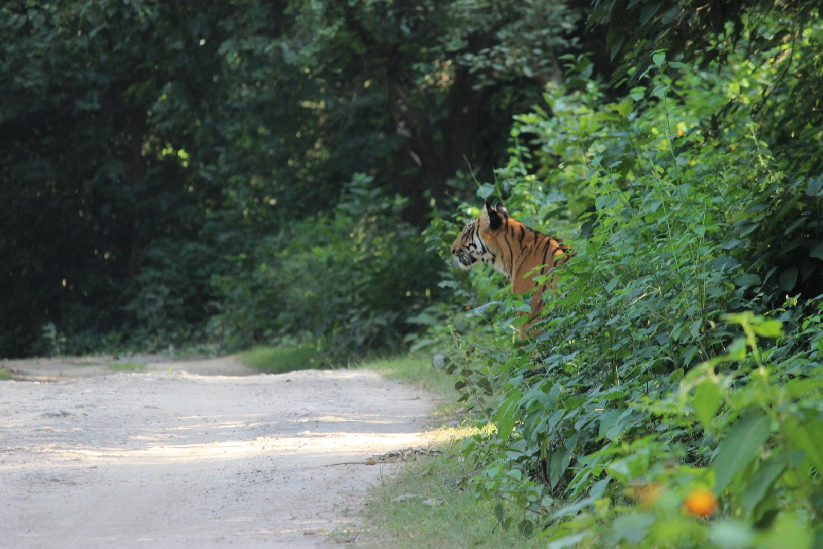 Tiger sighting during evening safari in Jhirna Zone Jim Corbett