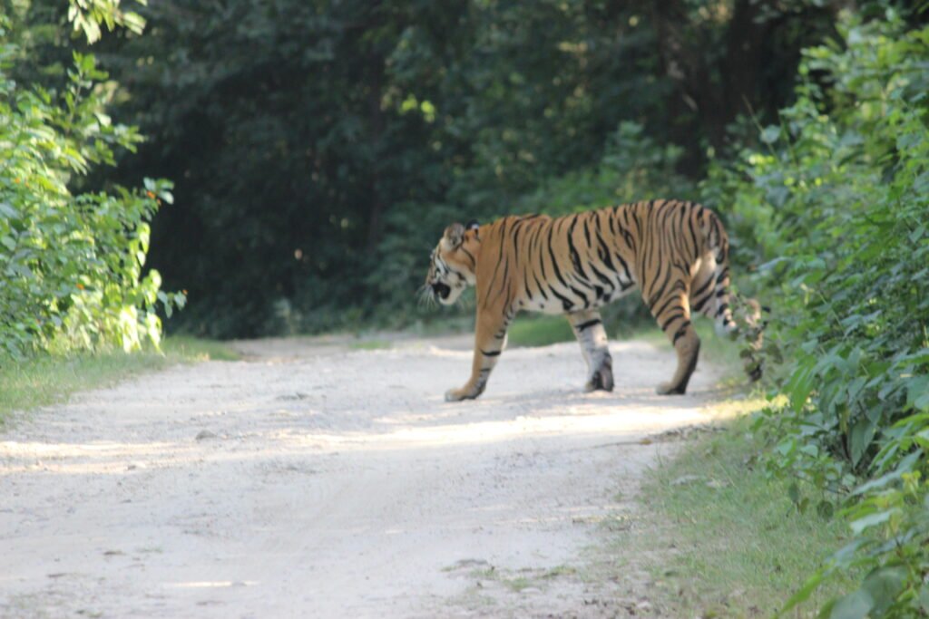 Royal Bengal Tiger crossing safari track in Jhirna Zone Jim Corbett