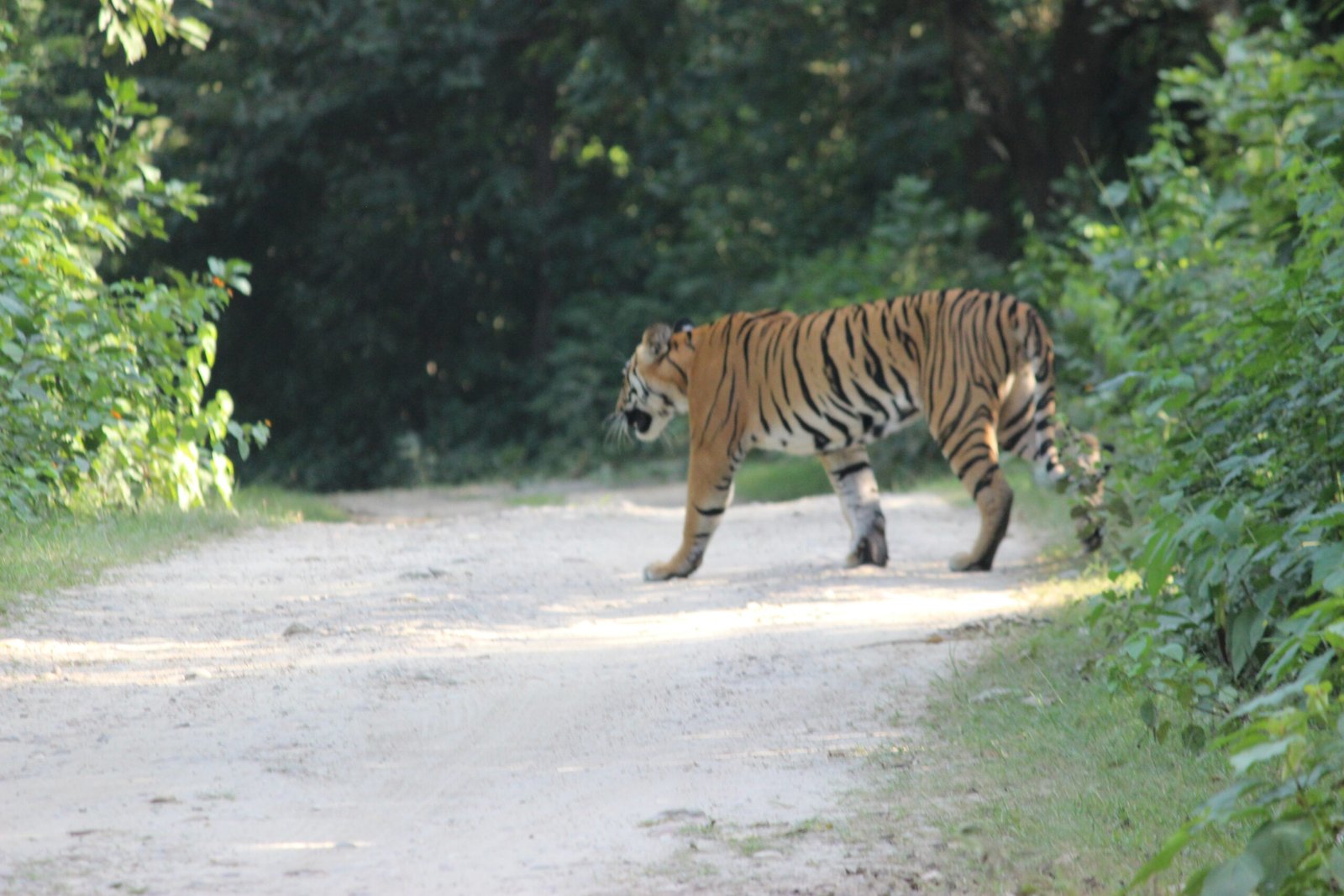 Royal Bengal Tiger crossing safari track in Jhirna Zone Jim Corbett
