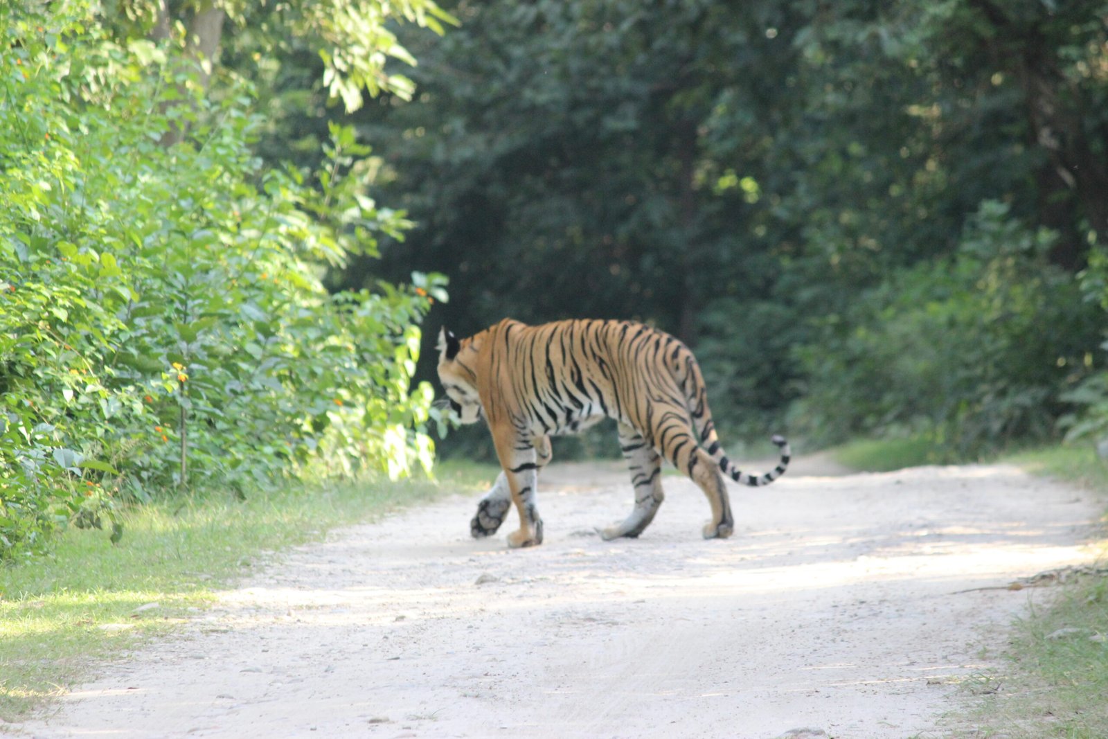 Tiger walking during Jim Corbett evening safari experience