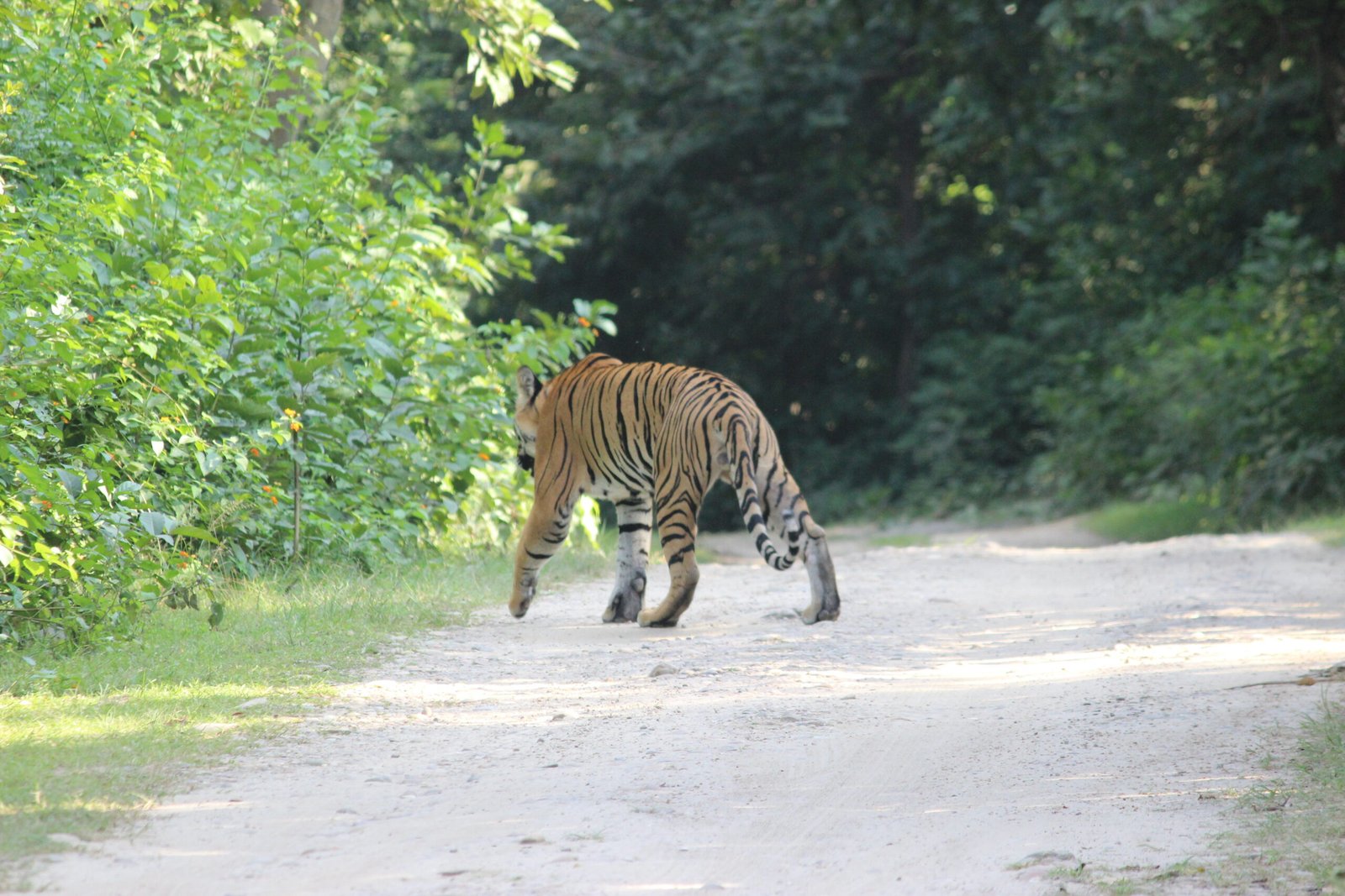 Tiger in natural habitat during Jim Corbett National Park safari